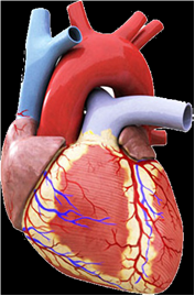 Cardiovascular Disease